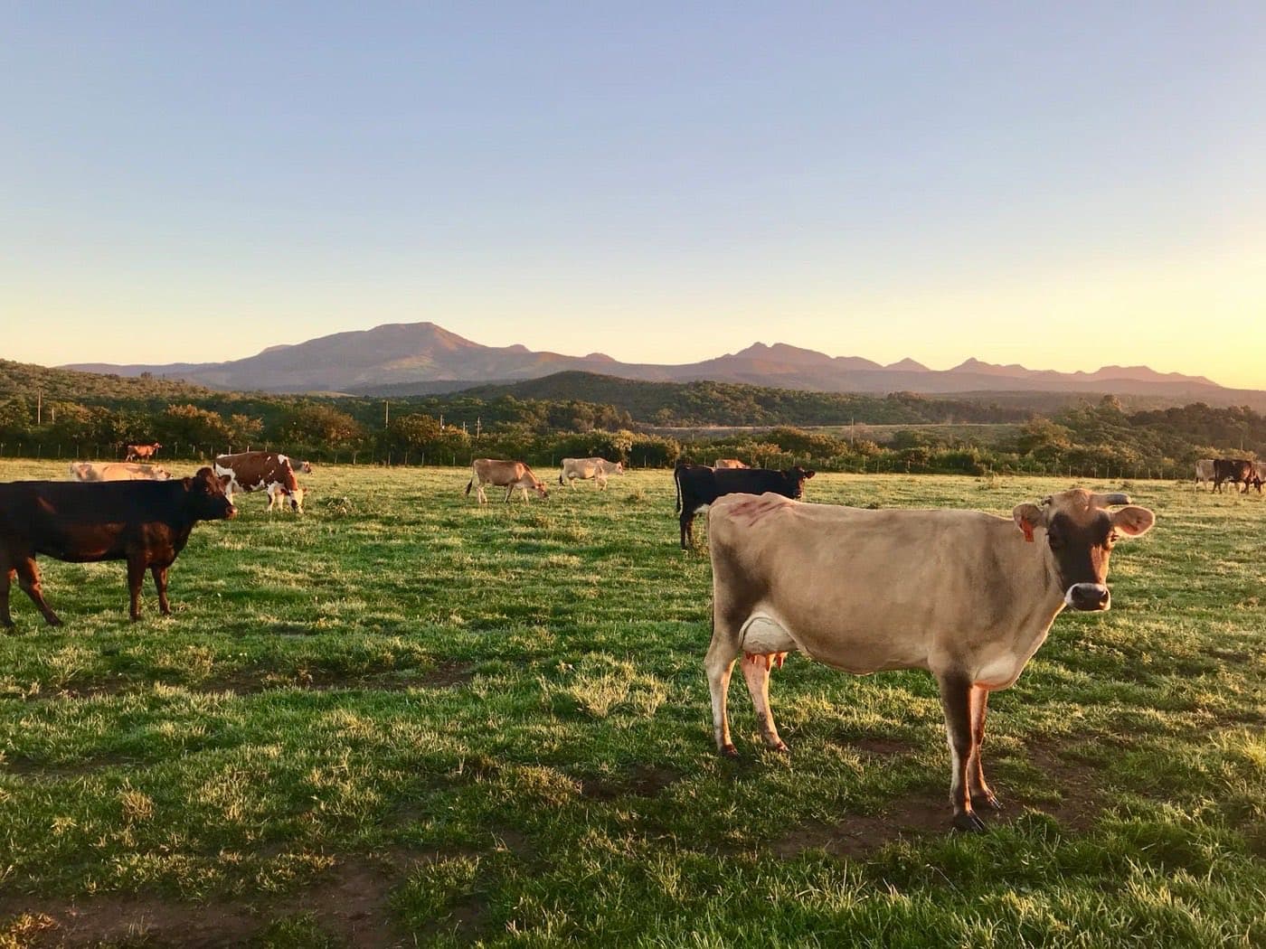 Hacienda pastando al atardecer