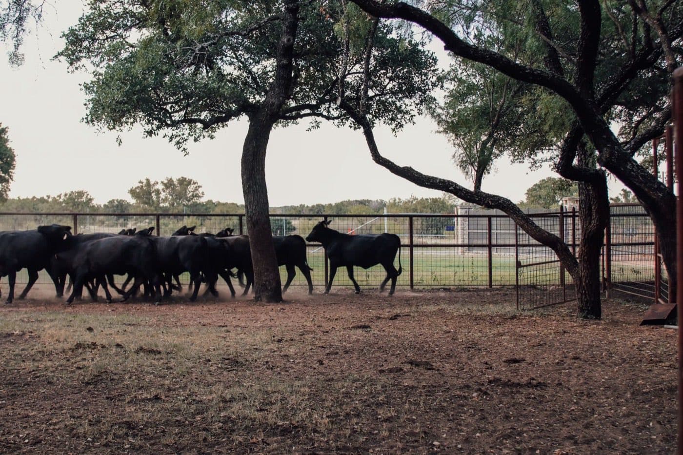 Rodeo junto al alambrado