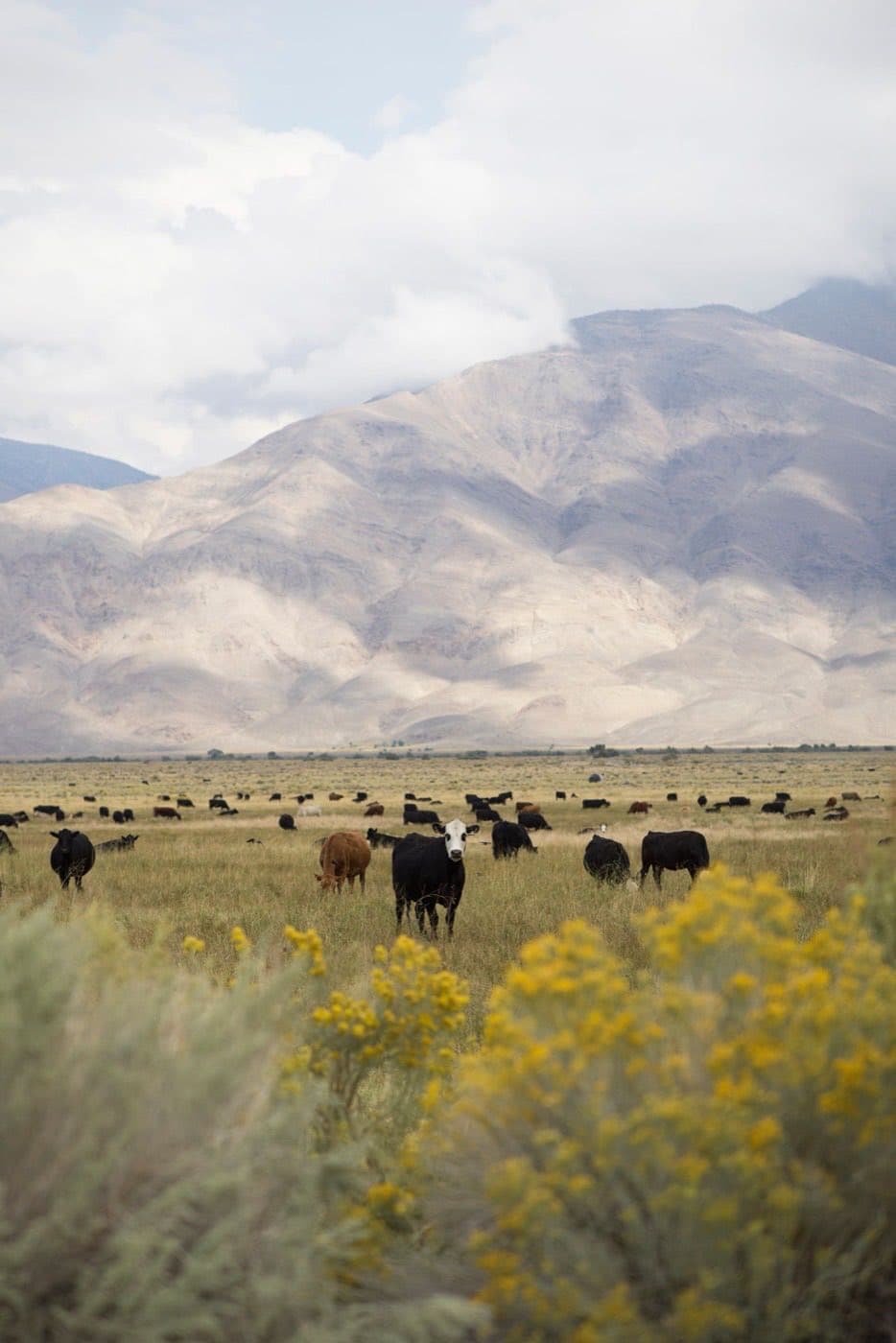 Hacienda pastando en un valle